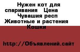 Нужен кот для спаривания › Цена ­ 50 - Чувашия респ. Животные и растения » Кошки   